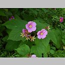 znalezisko 00010000.09_4_24.jmak - Rubus odoratus (jeżyna pachnąca); Niemcy