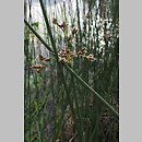 znalezisko 00010000.298.jmak - Schoenoplectus lacustris (oczeret jeziorny)