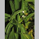 znalezisko 00010000.190.jmak - Stevia rebaudiana (stewia); ogr. zielny, Niemcy