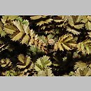 znalezisko 20190620.1.jmak - Acaena microphylla (acena drobnolistna); Niemcy