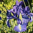 Iris ×hollandica (kosaciec holenderski)