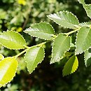 Ulmus parvifolia (wiąz drobnolistny)
