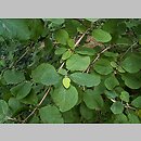 Viburnum buddlejifolium (kalina miÄ™kkolistna)