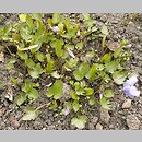 znalezisko 20070408.3.js - Viola palmata (fiołek dłoniasty)