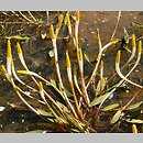 Orontium aquaticum (oroncium wodne)