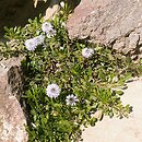 kulnik sercolistny (Globularia cordifolia)