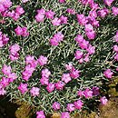 Dianthus alpinus (goÅºdzik alpejski)