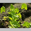 Sagittaria latifolia (strzałka szerokolistna)