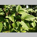 Phellodendron chinense (korkowiec chiński)