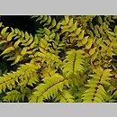 znalezisko 20090815.6.js - Coriaria japonica (garbownik japoński)
