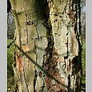 Acer heldreichii ssp. trautvetteri (klon Trautvettera)