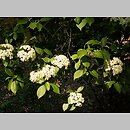 Viburnum prunifolium (kalina Å›liwolistna)