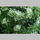 Ledum groenlandicum (bagno grenlandzkie)