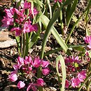 czosnek Ostrowskiego (Allium oreophilum)