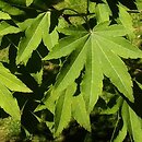 Acer sieboldianum (klon Siebolda)