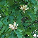 Magnolia officinalis (magnolia lekarska)