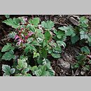 Rubus microphyllus (jeżyna drobnolistna)