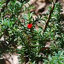 Podocarpus alpinus (podokarpus tasmański)