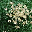 baldaszkowate (Apiaceae) uprawiane