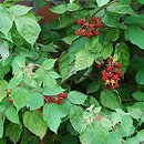 Rubus phoenicolasius (jeżyna rdzawa)