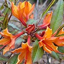 Rhododendron austrinum â€˜Don's Variegatedâ€™ (azalia florydzka 'Don's Variegated')