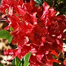 Rhododendron Galathea