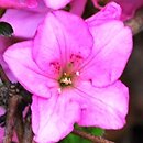 Rhododendron Vltava