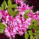 Rhododendron Enzett-Rauschenstein