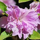 Rhododendron Rose