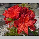 Rhododendron Doloroso
