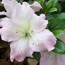 Rhododendron Kaho