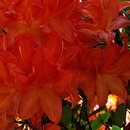 Rhododendron Saturnus