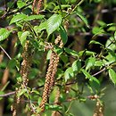 Betula utilis ssp. albosinensis Fascination