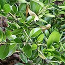 Buxus balearica (bukszpan balearski)