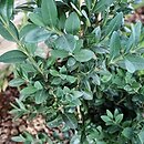 Buxus macrophylla (bukszpan wielkolistny)