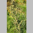 bylica BoÅ¼e drzewko (Artemisia abrotanum)