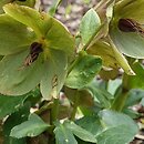 Helleborus ×glandorfensis Coseh 5300