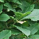 Quercus pontica (dąb pontyjski)