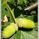 znalezisko 20050829.1.js - Quercus robur (dąb szypułkowy); Okolice Wlenia. Pogórze Kaczawskie