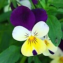 Viola ×williamsii Penny Yellow Jump Up