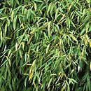 Phyllostachys aurea (bambus złocisty)