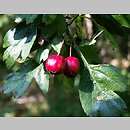 jabłkowate (Malaceae)
