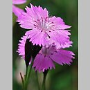 znalezisko 20130619.1.js - Dianthus nitidus (goździk lśniący); Słowacja, Niskie Tatry