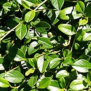 Cotoneaster dammeri (irga Dammera)
