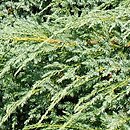 Juniperus squamata (jaÅ‚owiec Å‚uskowaty)