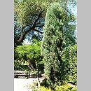 Juniperus virginiana (jaÅ‚owiec wirginijski)