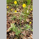 znalezisko 20050505.2.js - Ranunculus auricomus (jaskier różnolistny); Okolice Wlenia – Góry Kaczawskie