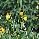 Echinacea paradoxa (jeżówka żółta)