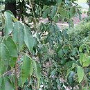 Staphylea holocarpa Rosea