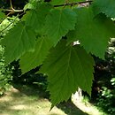 Acer spicatum (klon kÅ‚osowy)